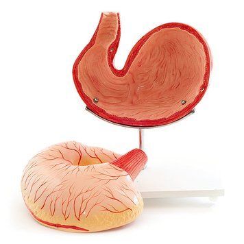 Canine Stomach Anatomical Model &ndash; detailed view | Veteq