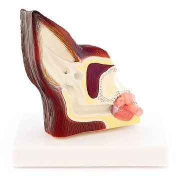 Two-Sided Canine Ear Anatomical Model &ndash; detailed view | Veteq