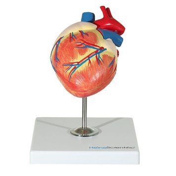 Canine Heart Anatomical Model | 2-Part Dissectible Design &ndash; detailed view | Veteq