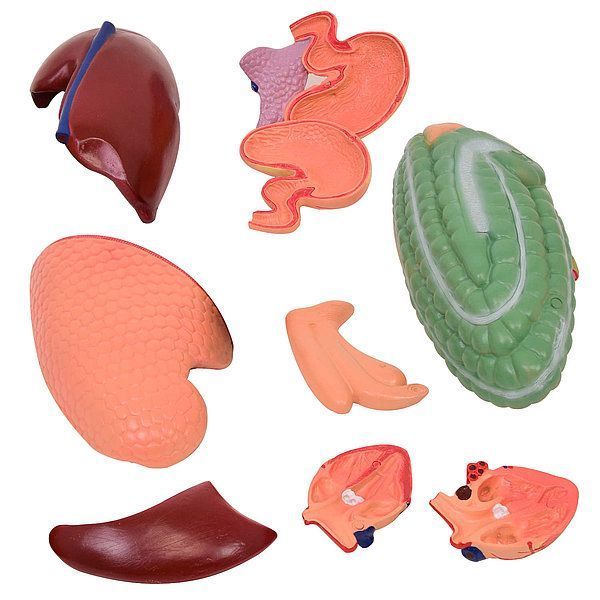 Disassemblable Horse Anatomical Model &ndash; detailed view | Veteq
