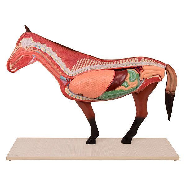 Disassemblable Horse Anatomical Model &ndash; detailed view | Veteq