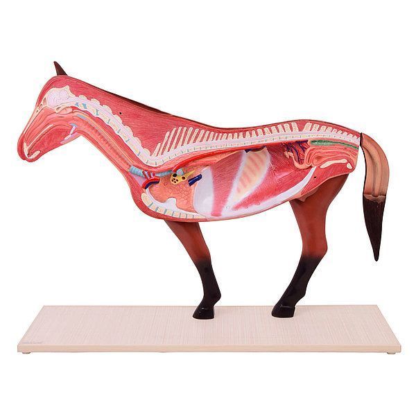 Disassemblable Horse Anatomical Model &ndash; detailed view | Veteq