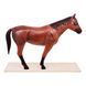 Disassemblable Horse Anatomical Model in use &ndash; veterinary Animal and organ models equipment