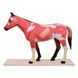 Disassemblable Horse Anatomical Model in use &ndash; veterinary Animal and organ models equipment