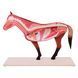 Disassemblable Horse Anatomical Model in use &ndash; veterinary Animal and organ models equipment