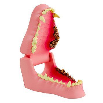 Large Canine Jaw Anatomical Model &ndash; detailed view | Veteq