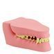 Large Canine Jaw Anatomical Model in use &ndash; veterinary Dental animal models equipment