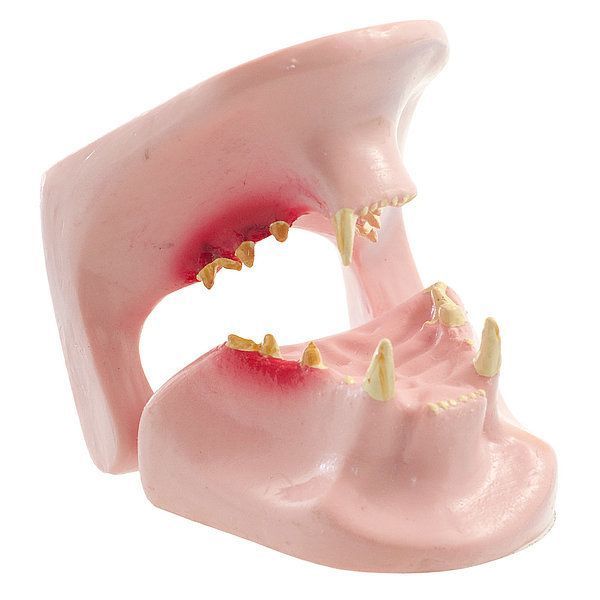 Feline Jaw Anatomical Model &ndash; detailed view | Veteq