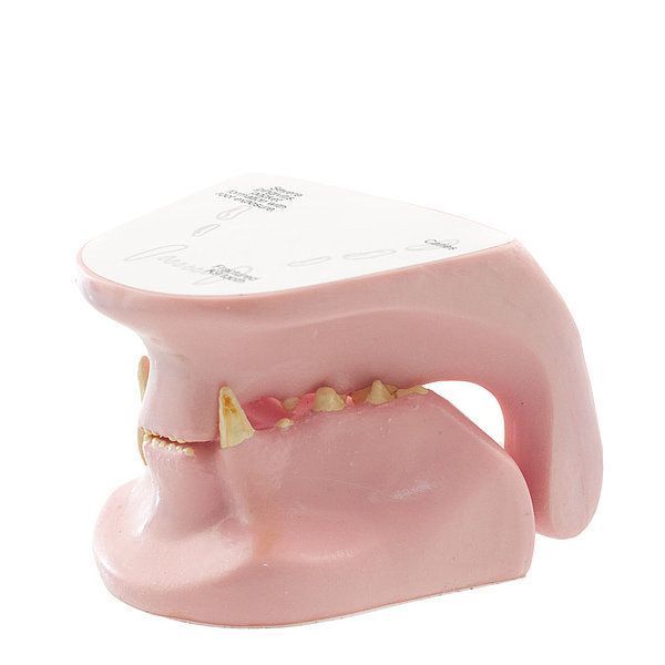 Feline Jaw Anatomical Model &ndash; detailed view | Veteq