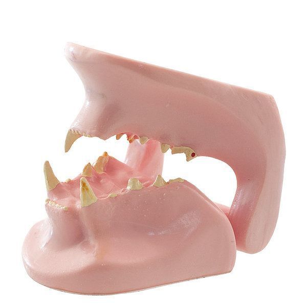 Feline Jaw Anatomical Model &ndash; detailed view | Veteq