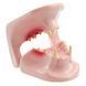 Feline Jaw Anatomical Model in use &ndash; veterinary Dental animal models equipment