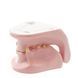 Feline Jaw Anatomical Model in use &ndash; veterinary Dental animal models equipment