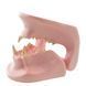 Feline Jaw Anatomical Model in use &ndash; veterinary Dental animal models equipment
