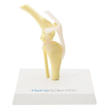 Canine Knee Anatomical Model with Ligaments &ndash; detailed view | Veteq