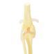 Canine Knee Anatomical Model with Ligaments in use &ndash; veterinary Artificial Animal Skeleton Models equipment