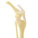 Canine Knee Anatomical Model with Ligaments in use &ndash; veterinary Artificial Animal Skeleton Models equipment