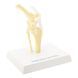 Canine Knee Anatomical Model with Ligaments in use &ndash; veterinary Artificial Animal Skeleton Models equipment
