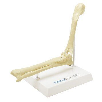 Canine Elbow Anatomical Model &ndash; detailed view | Veteq