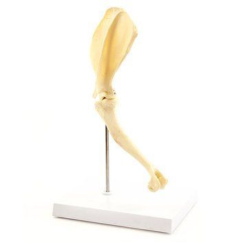 Canine Shoulder Anatomical Model &ndash; detailed view | Veteq