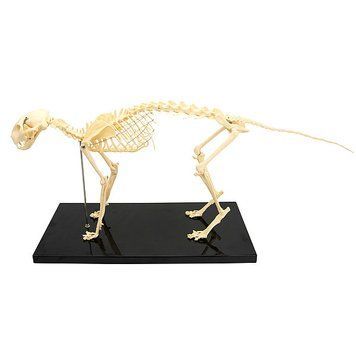 Skeletal Cat Anatomical Model &ndash; detailed view | Veteq
