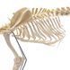 Large Canine Skeleton Anatomical Model in use &ndash; veterinary Artificial Animal Skeleton Models equipment