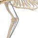 Large Canine Skeleton Anatomical Model in use &ndash; veterinary Artificial Animal Skeleton Models equipment