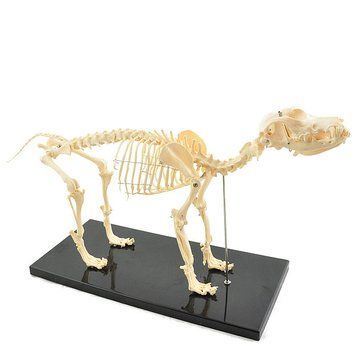 Medium Canine Skeleton Anatomical Model &ndash; detailed view | Veteq