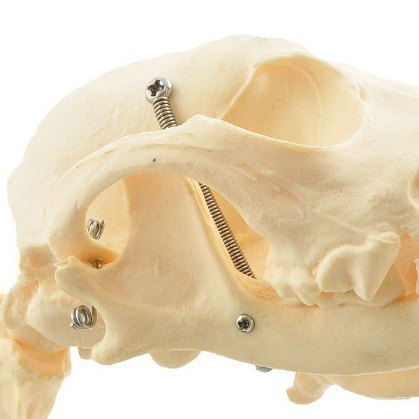 Medium Canine Skeleton Anatomical Model &ndash; detailed view | Veteq
