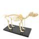 Medium Canine Skeleton Anatomical Model in use &ndash; veterinary Artificial Animal Skeleton Models equipment