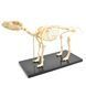 Medium Canine Skeleton Anatomical Model in use &ndash; veterinary Artificial Animal Skeleton Models equipment