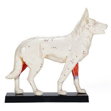 Dog Acupuncture Anatomical Model &ndash; detailed view | Veteq