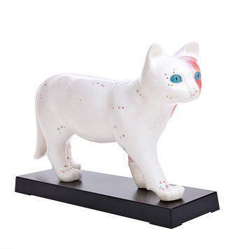 Cat Acupuncture Anatomical Model &ndash; detailed view | Veteq