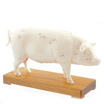Pig Acupuncture Anatomical Model &ndash; detailed view | Veteq