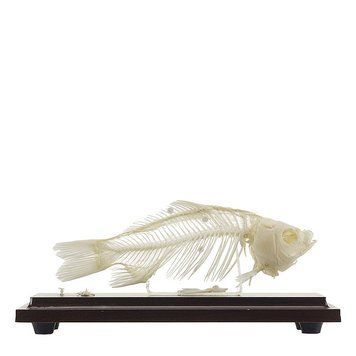 Fish Skeleton Specimen &ndash; detailed view | Veteq