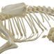 Dog Skeleton Specimen in use &ndash; veterinary Real Animal Skeleton Models equipment