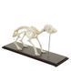 Dog Skeleton Specimen in use &ndash; veterinary Real Animal Skeleton Models equipment