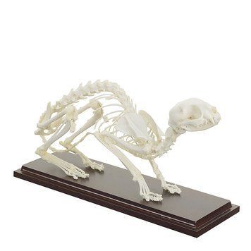 Feline Skeleton Specimen &ndash; detailed view | Veteq