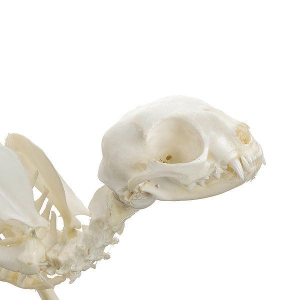Feline Skeleton Specimen &ndash; detailed view | Veteq