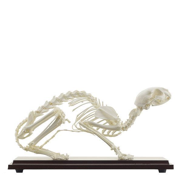Feline Skeleton Specimen &ndash; detailed view | Veteq
