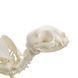 Feline Skeleton Specimen in use &ndash; veterinary Real Animal Skeleton Models equipment