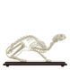 Feline Skeleton Specimen in use &ndash; veterinary Real Animal Skeleton Models equipment