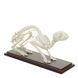 Feline Skeleton Specimen in use &ndash; veterinary Real Animal Skeleton Models equipment