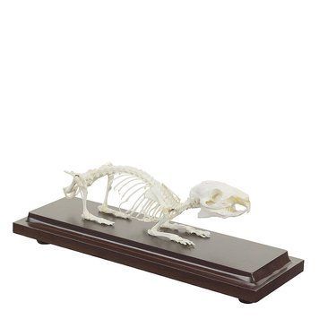 Guinea Pig Skeleton Specimen &ndash; detailed view | Veteq