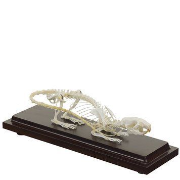 Rat Skeleton Specimen &ndash; detailed view | Veteq