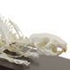 Rat Skeleton Specimen in use &ndash; veterinary Real Animal Skeleton Models equipment