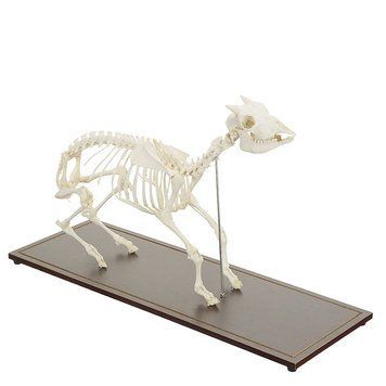 Goat Skeleton Specimen &ndash; detailed view | Veteq