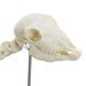 Sheep Skeleton Specimen in use &ndash; veterinary Real Animal Skeleton Models equipment