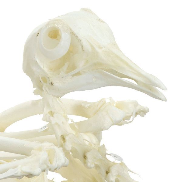 Pigeon Skeleton Specimen &ndash; detailed view | Veteq