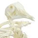 Pigeon Skeleton Specimen in use &ndash; veterinary Real Animal Skeleton Models equipment