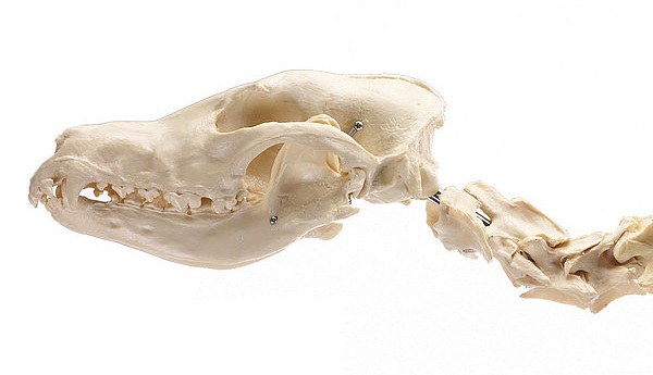 Life-Size Dog Skeleton for Veterinary